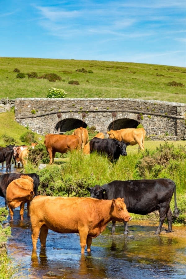 Wildlife in Dartmoor