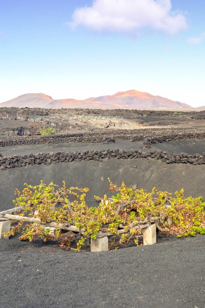 Vines in Lanzarote