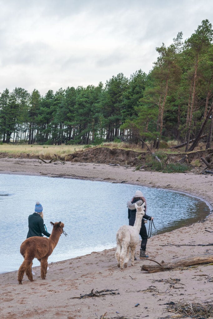 Alpaca trek in East Lothian