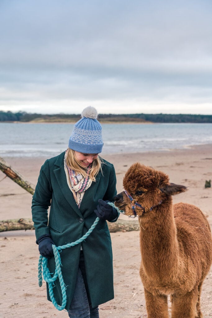 Alpaca trek in East Lothian