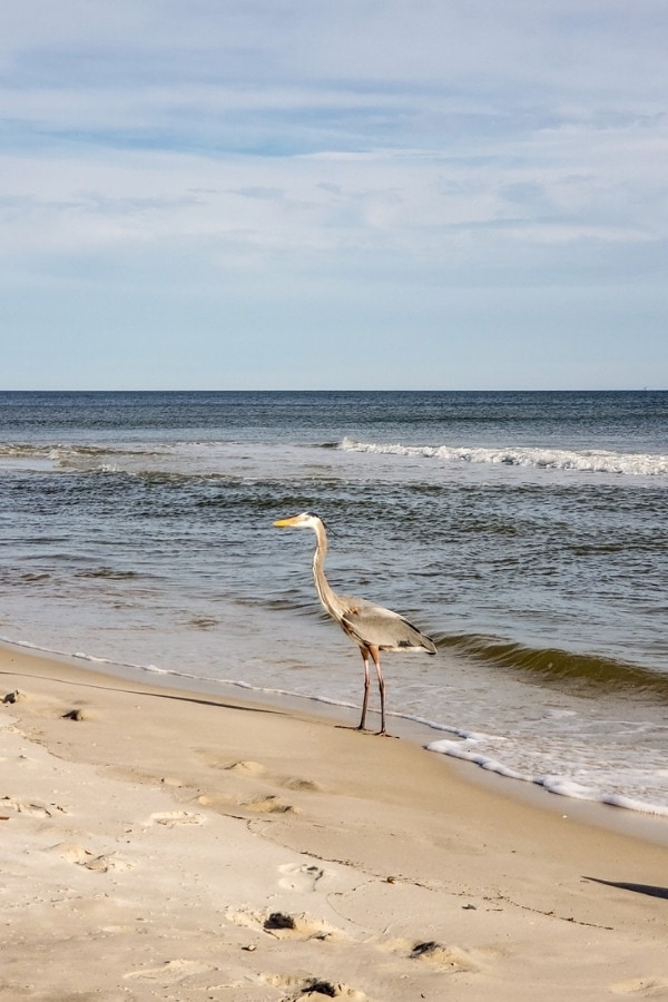 Birds in Orange Beach Alabama