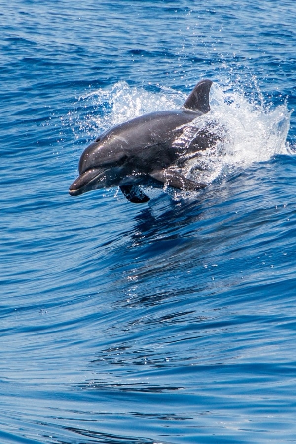 Dolphins in Orange Beach, Alabama