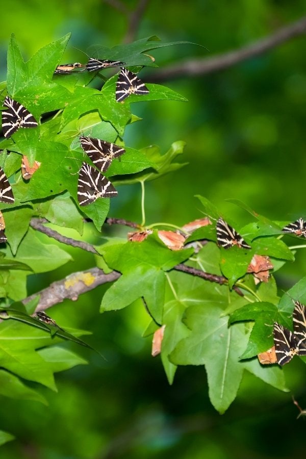 Tiger Moths at the Butterfly Valley in Rhodes