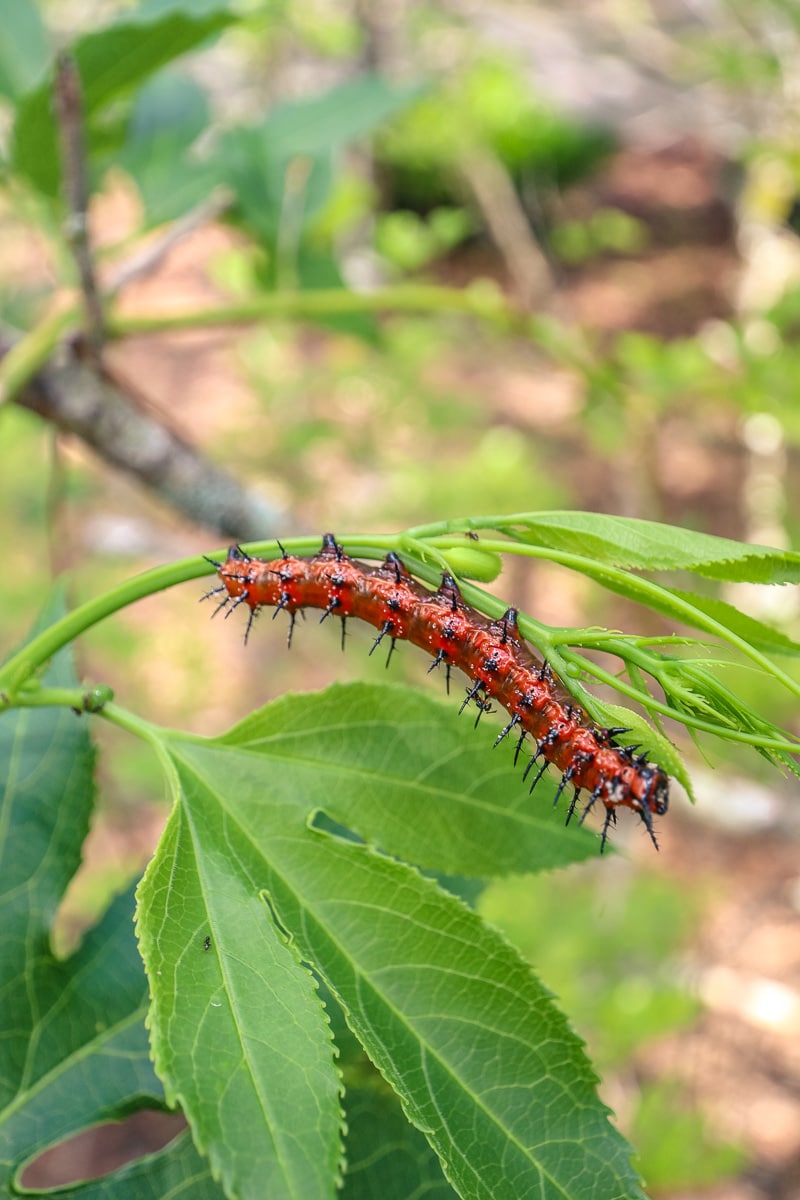 Caterpillar at 6 Mile Cypress Slough Preserve