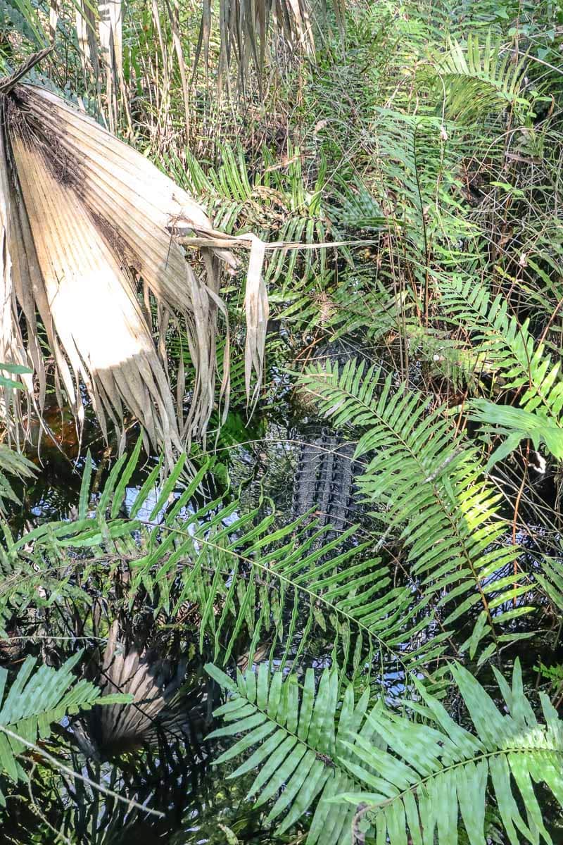 Allgator at 6 Mile Cypress Slough Preserve