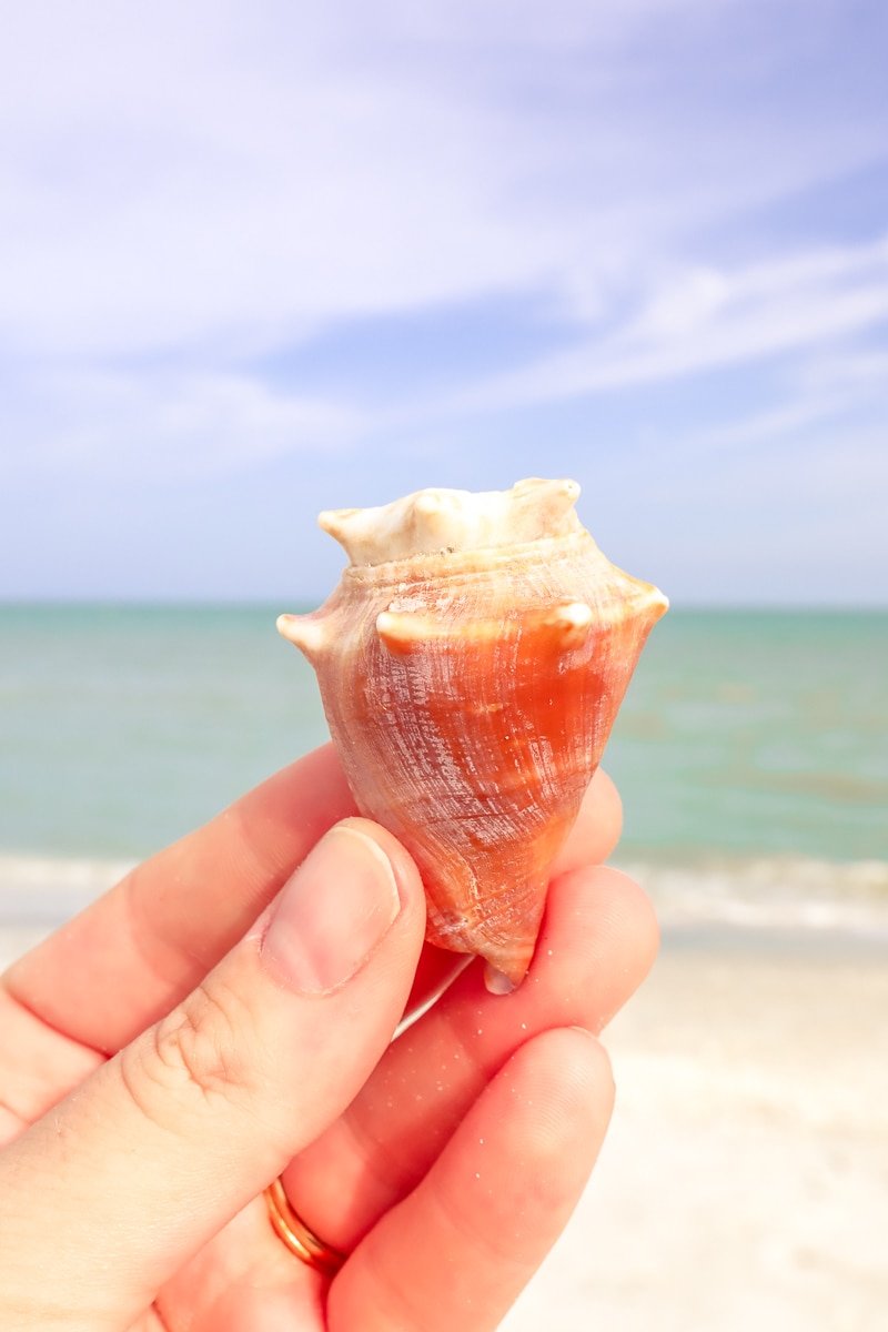 Shells on the beach in Sanibel, Florida