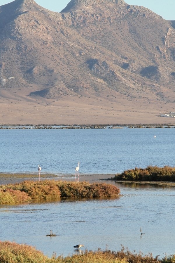 Cabo de Gata, Almería - volcanic landscapes with flamingos