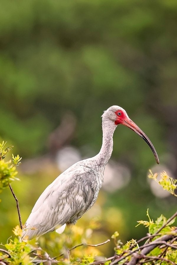 Hilton Head Island ibis