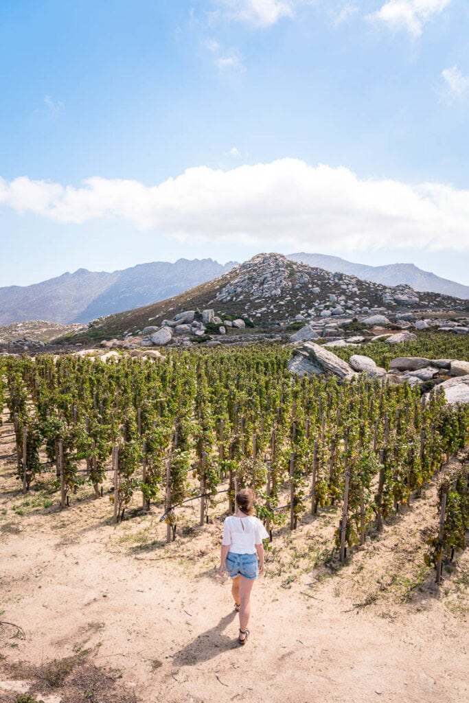 Walking through Toinos vineyards