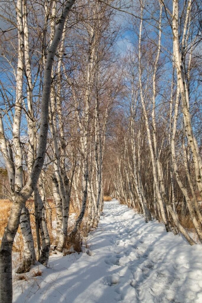 Snowy trails in Acadia National Park