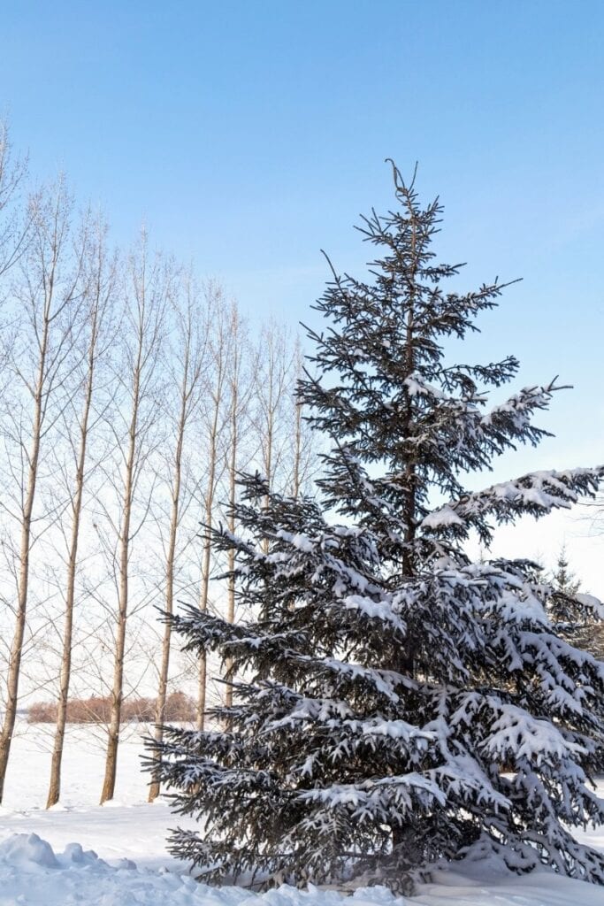 Snowy scenes in Minnesota in winter