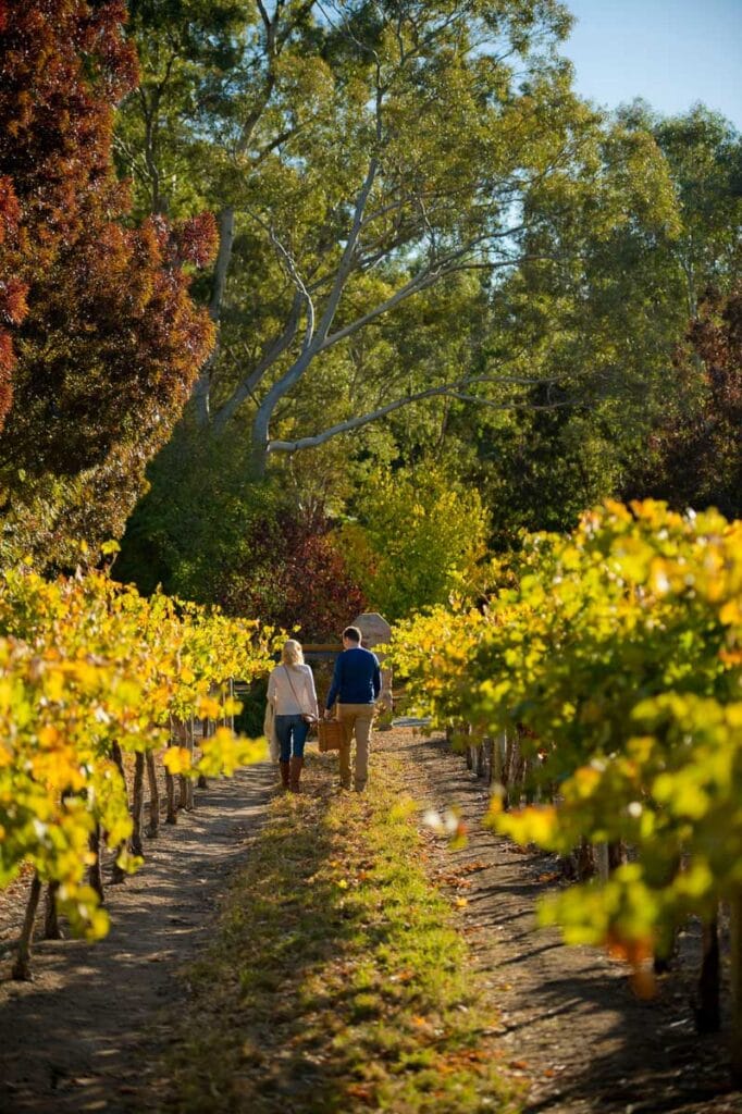 Clare Valley vineyard