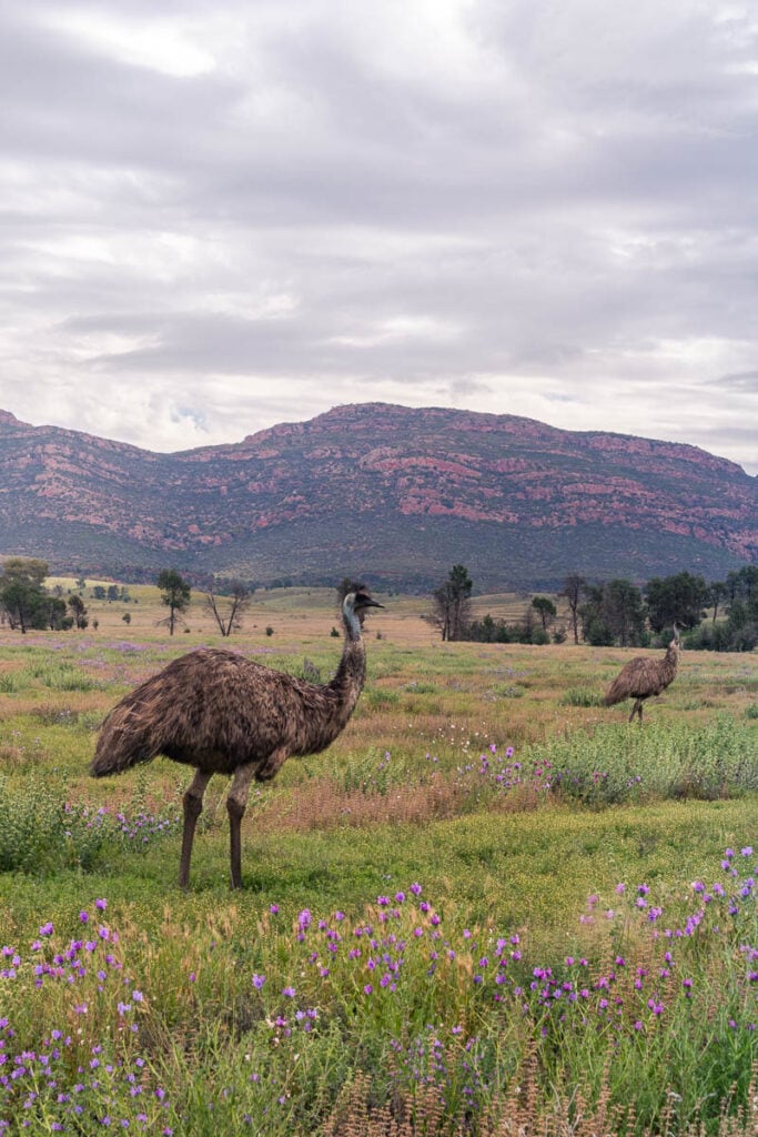 Emus in Flinders Ranges