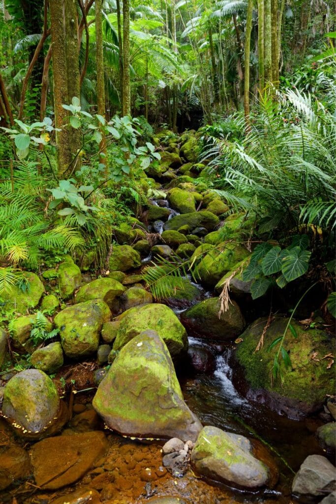 Hawaii Tropical Botanical Garden