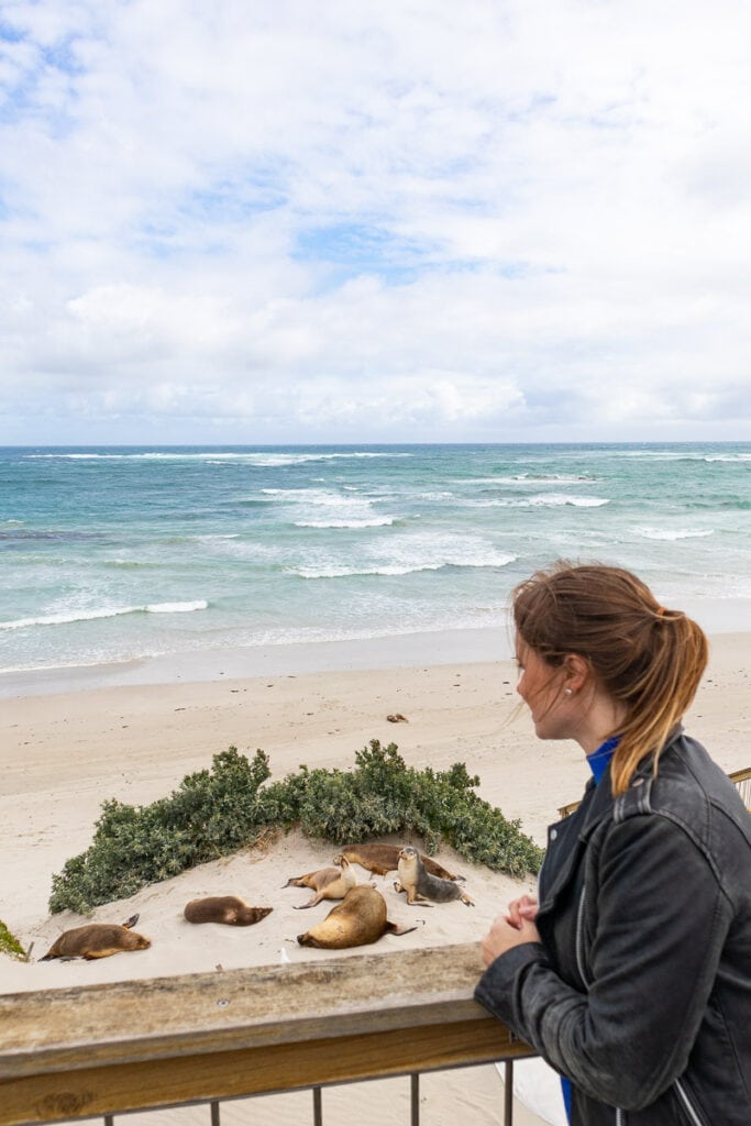 Seal Bay on Kangaroo Island, South Australia