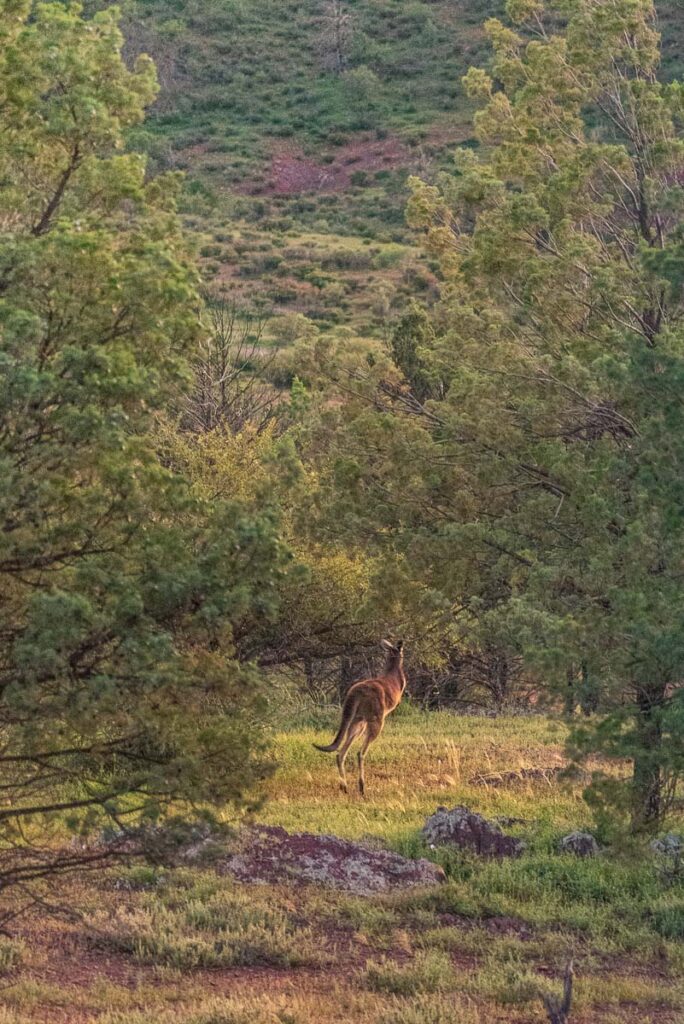 Kangaroo in Flinders Ranges