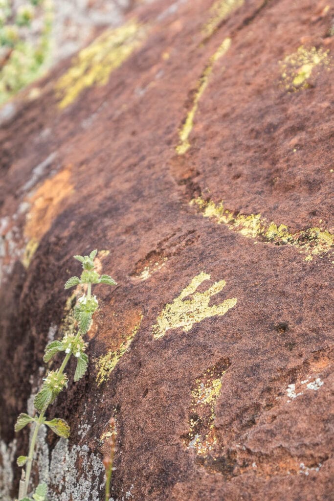 Aboriginal rock carvings in Flinders Ranges