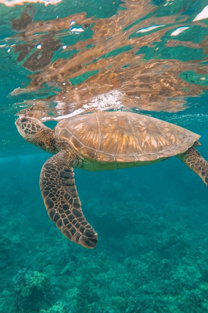 You can swim with turtles in Maui