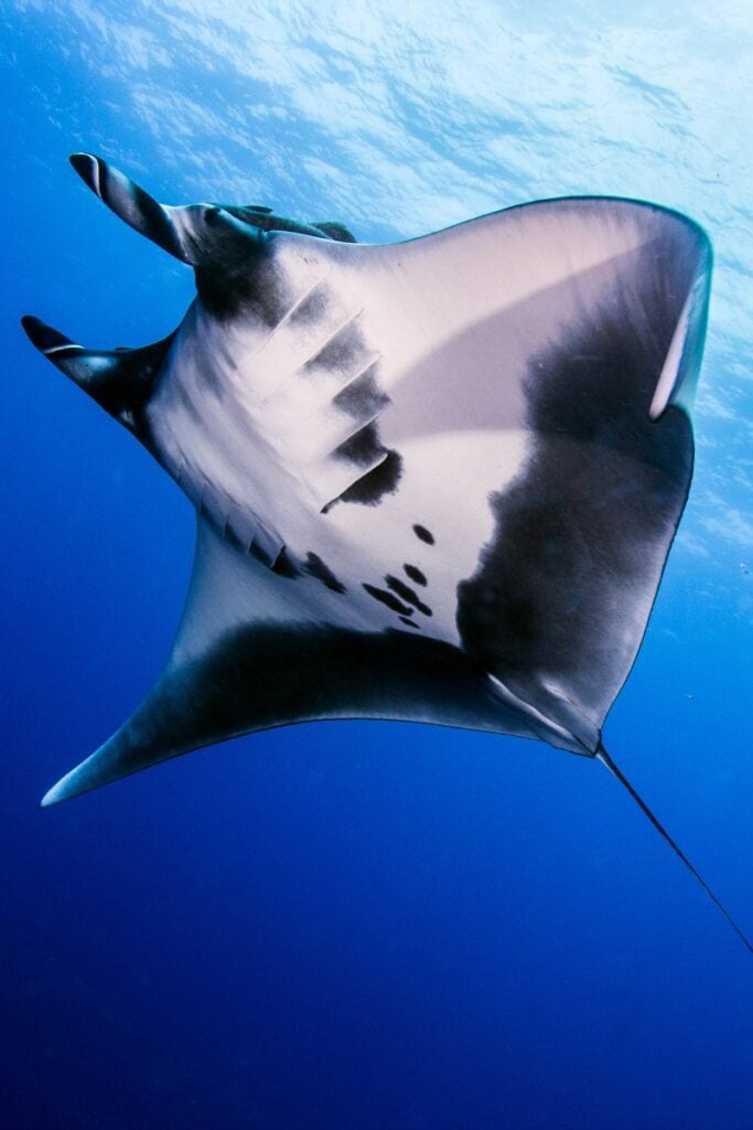 Manta rays