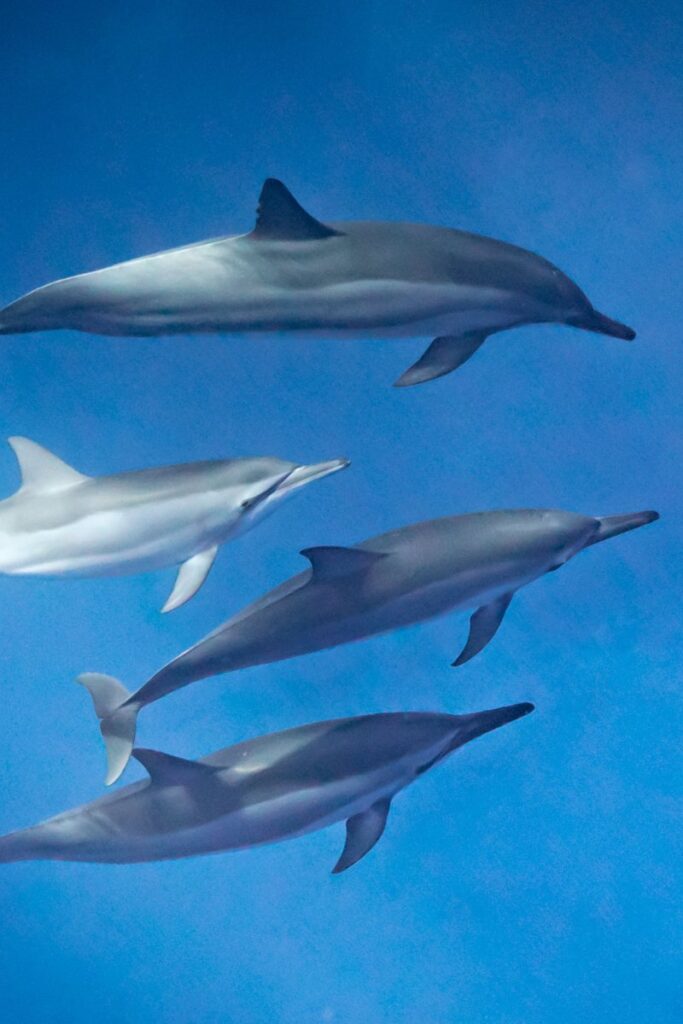 Spinner dolphins in Maui