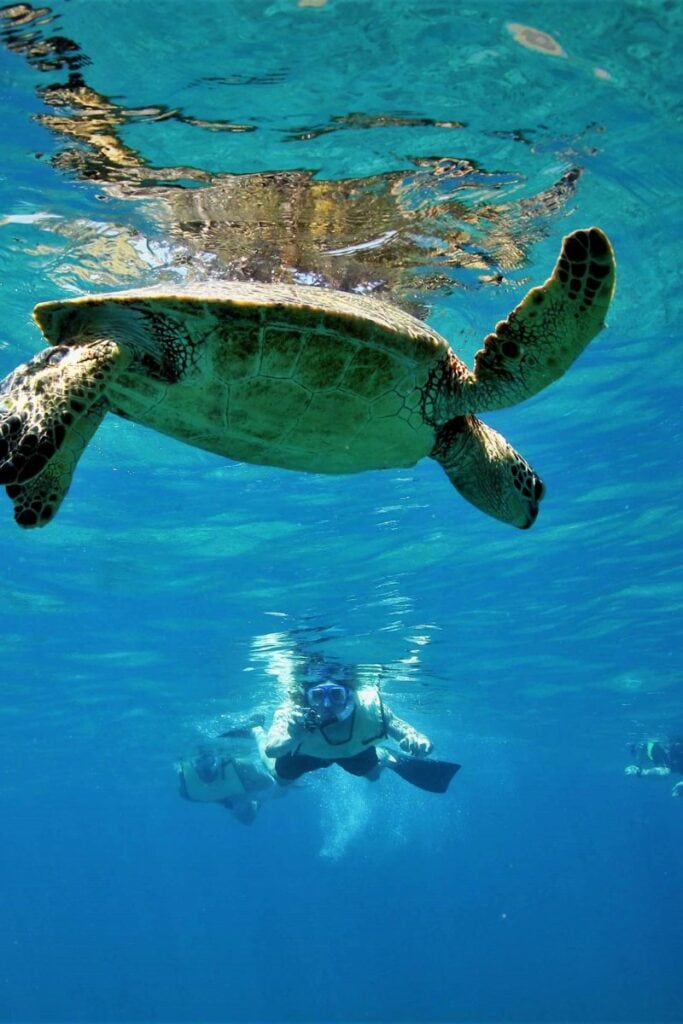 Green turtle in Hawaii