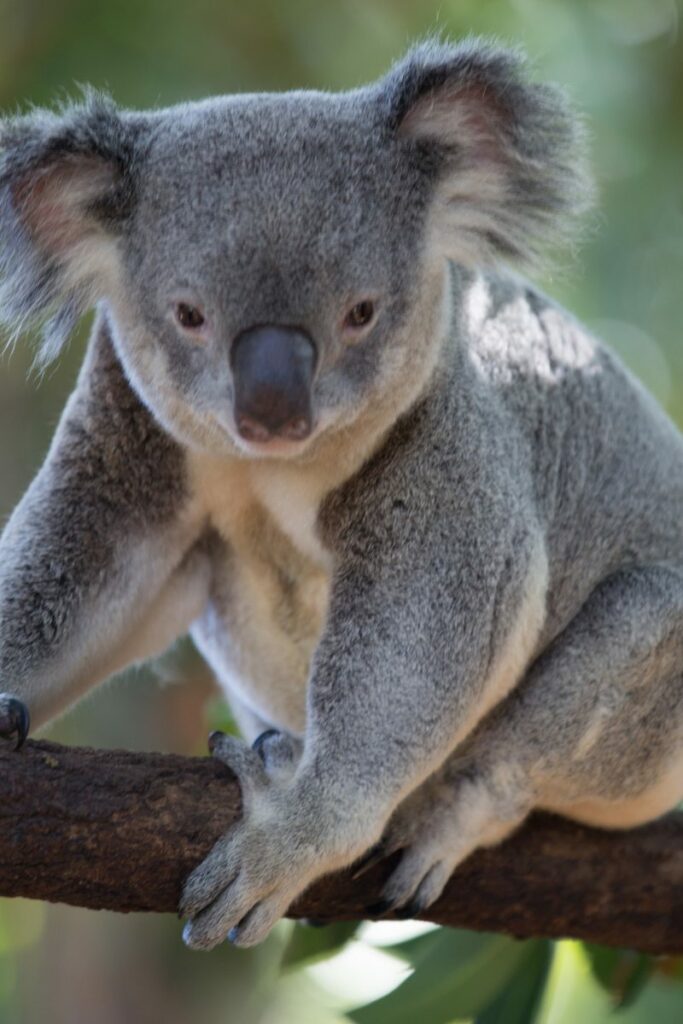 Koalas are often spotted on road trips in Australia