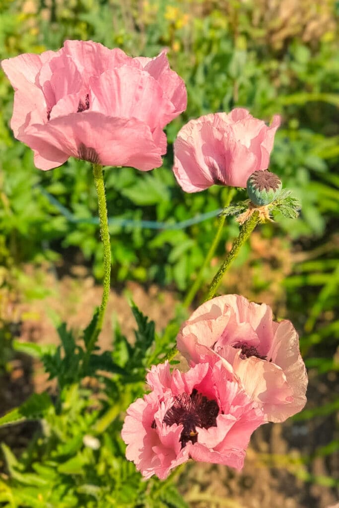 Poppies in bloom