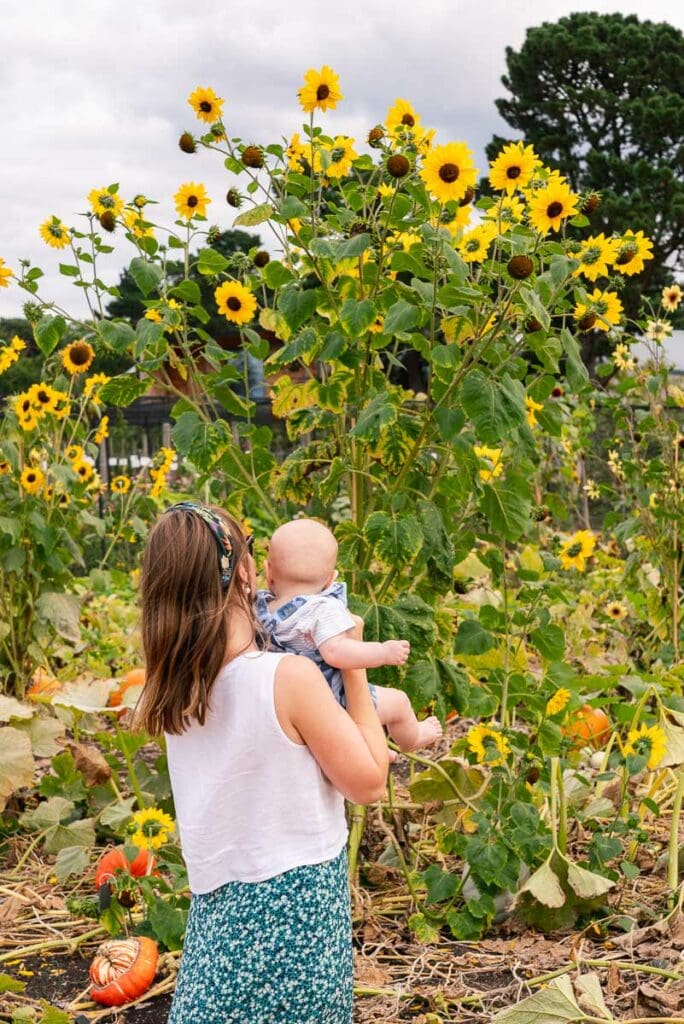 Sunflowers at RHS Wisley