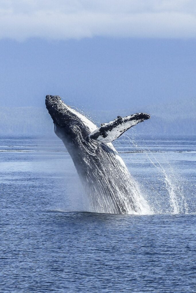 You could see humpback whales on this Punta Cana excursion