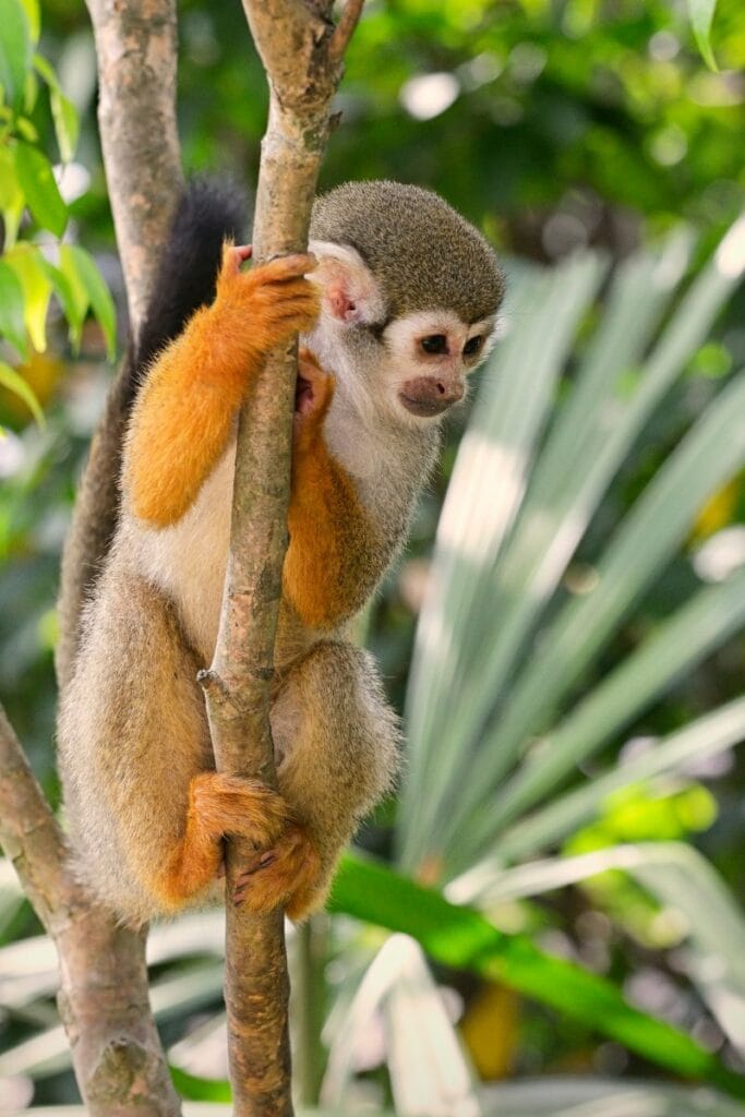 You could see squirrel monkeys