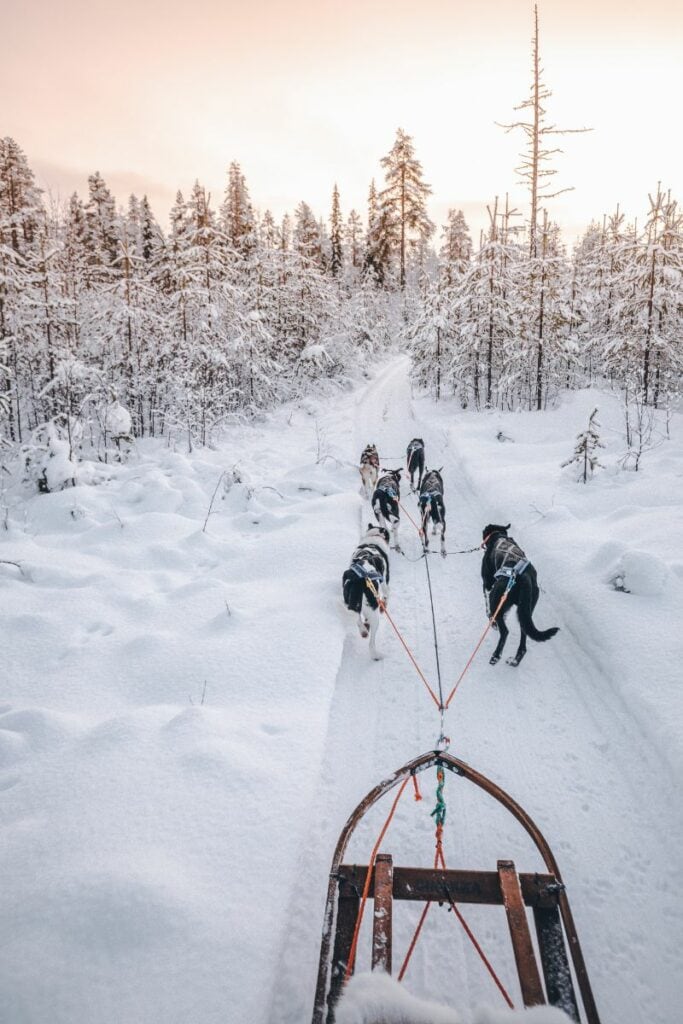 Husky sled tours in Aspen