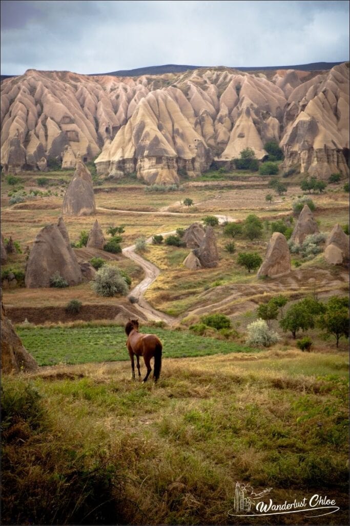 horses in cappadocia