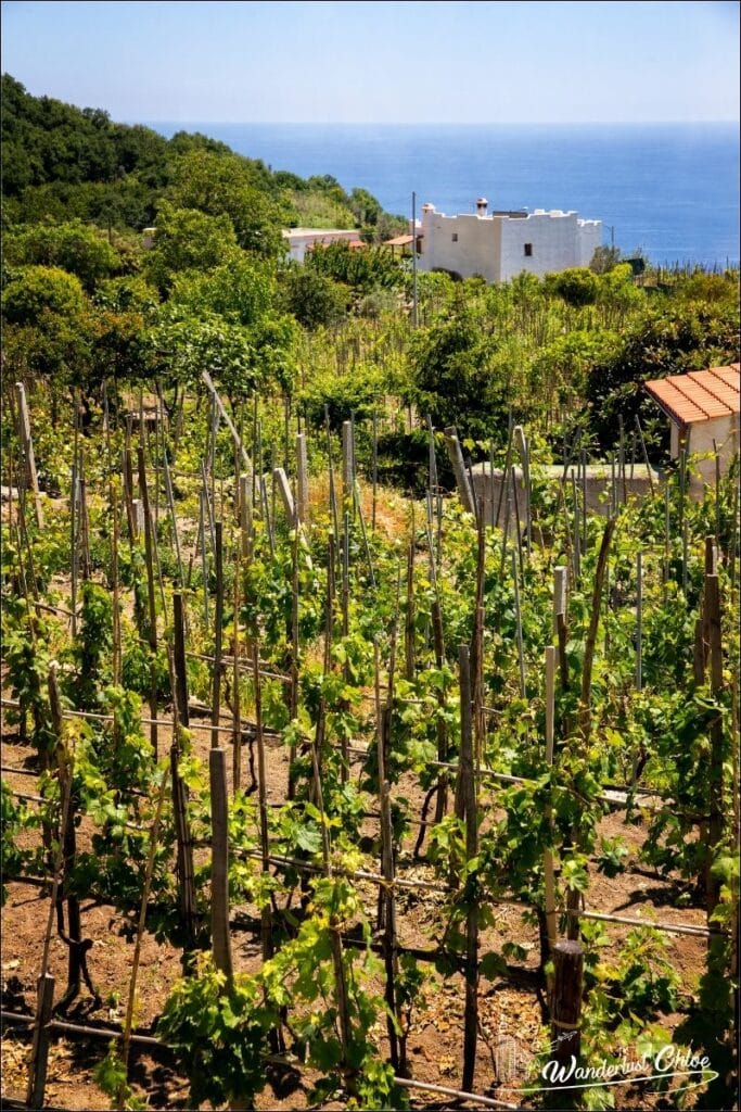 Ischia vineyards