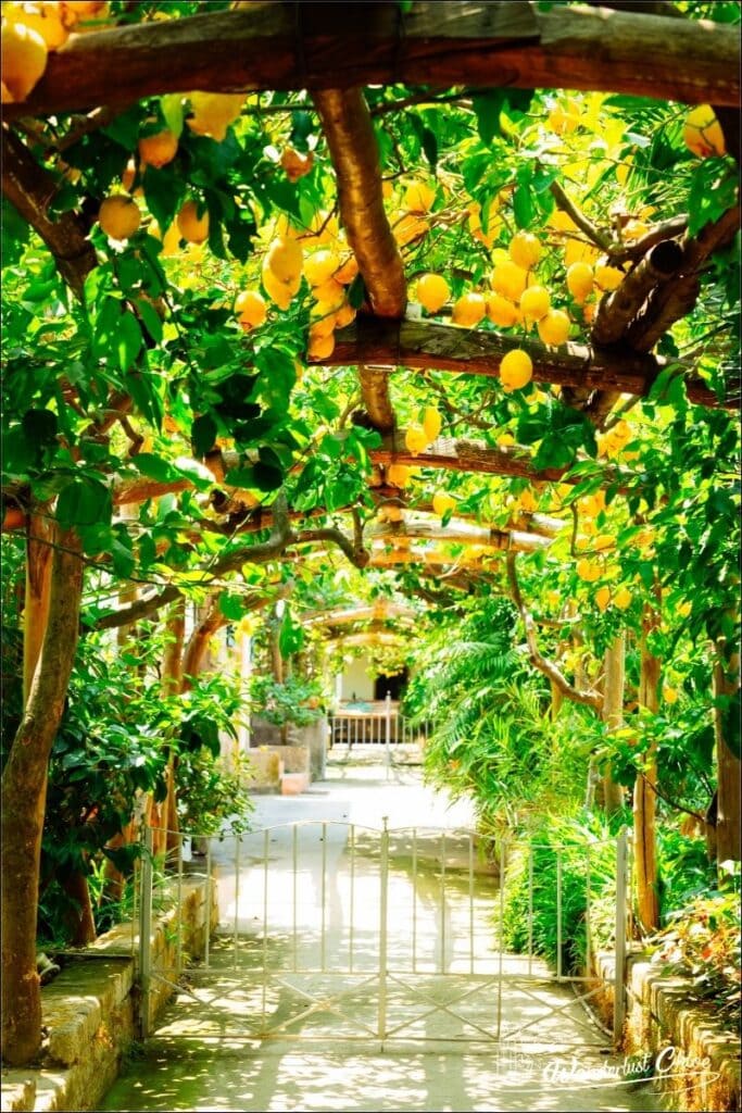 Lemon garden in Sorrento