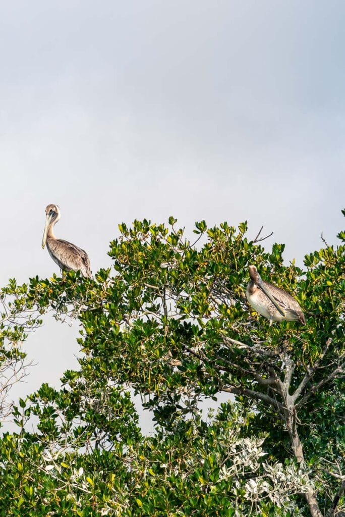 Pelicans in Cocoa Beach
