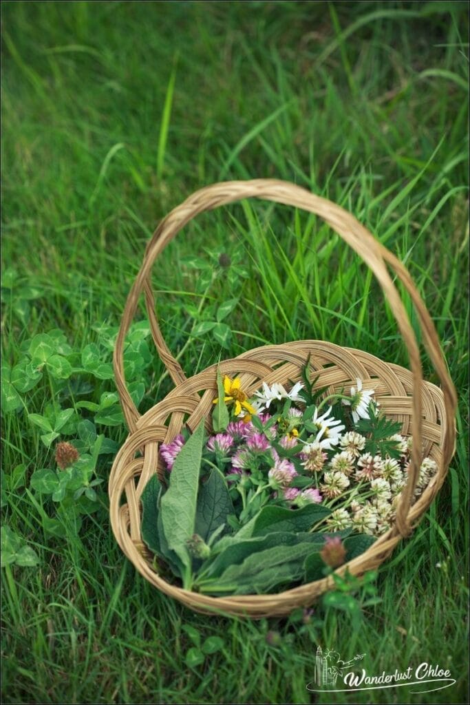 Foraging is a great way to connect with the environment in Cornwall