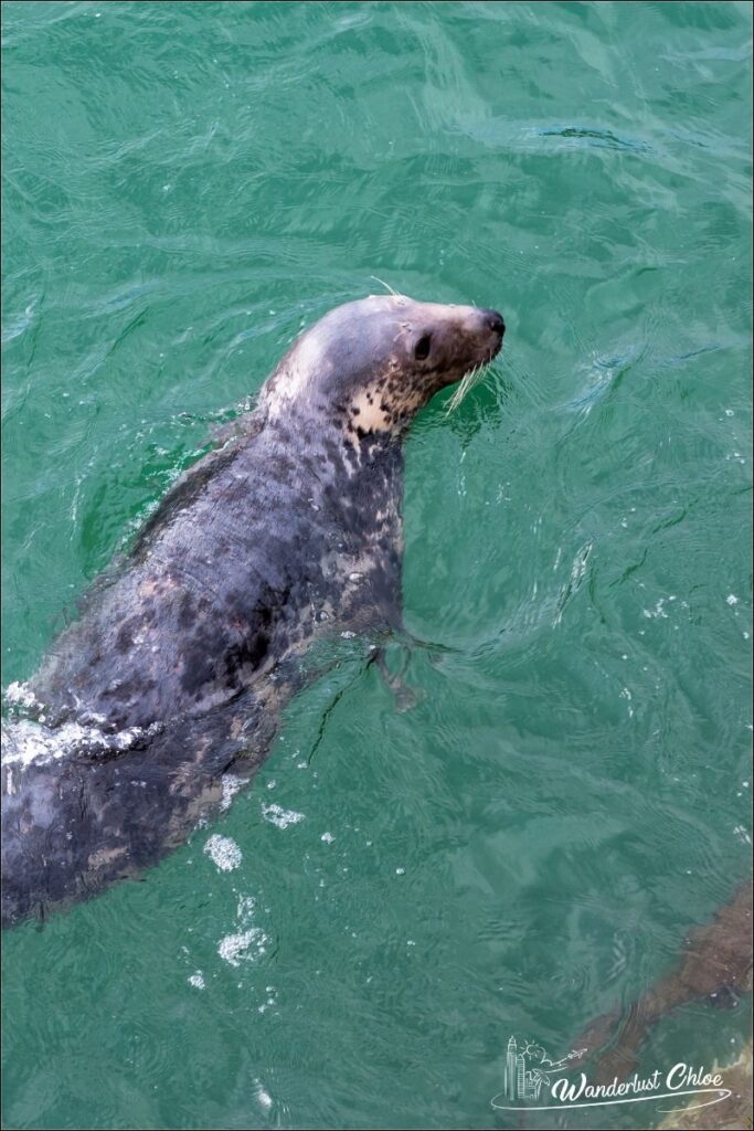 You might spot grey seals in Cornwall