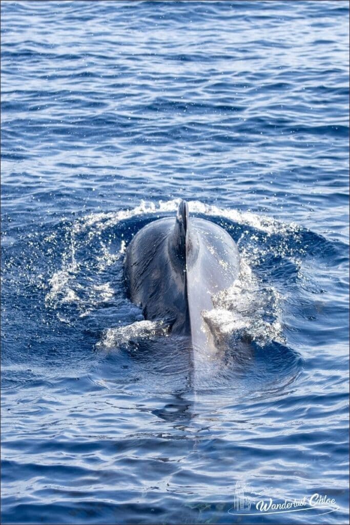 Pilot whale in Tenerife