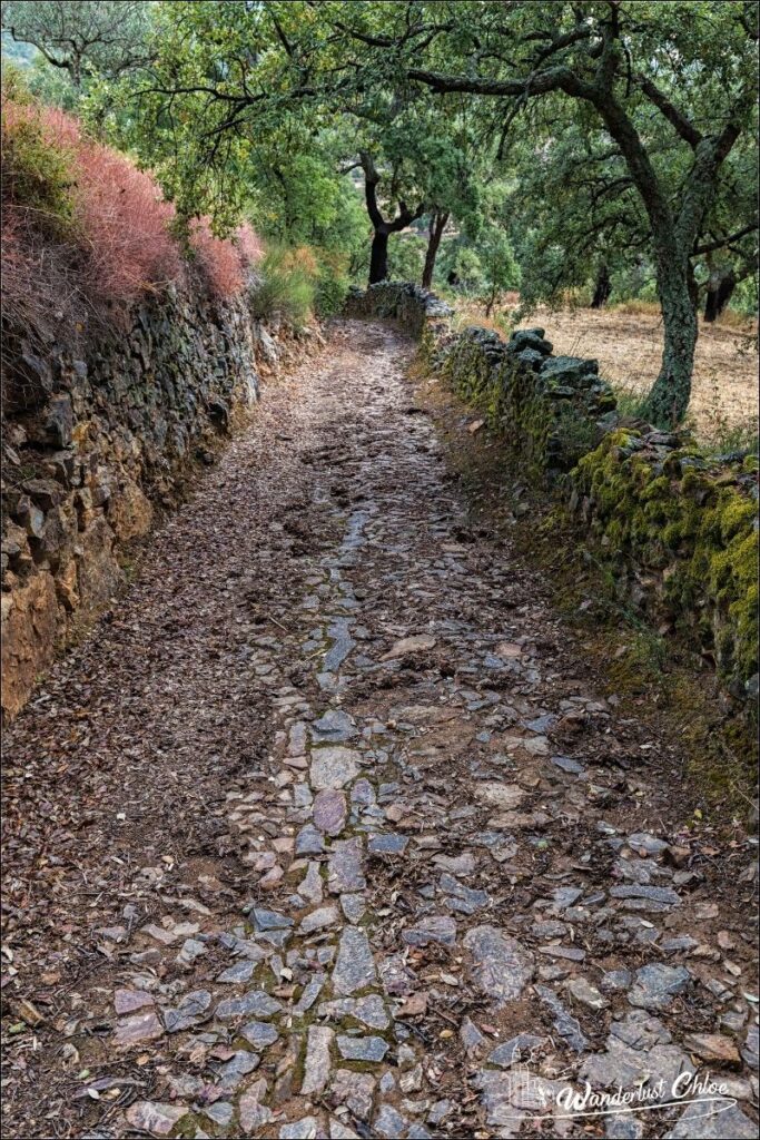 Forest on Camino Portugues