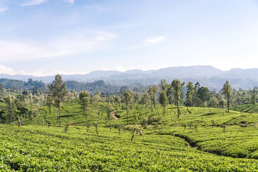 Kandy to Ella train ride