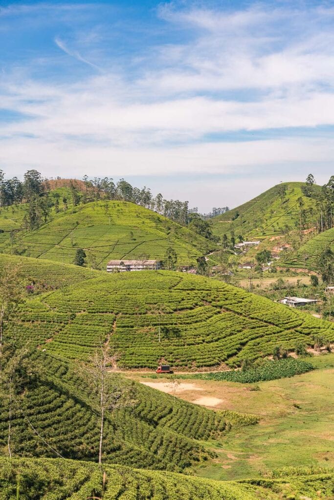 tea plantation view