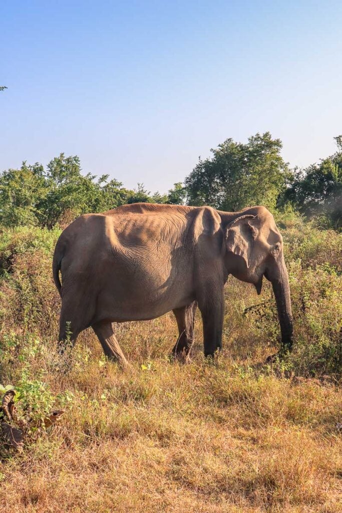 udawalawe safari