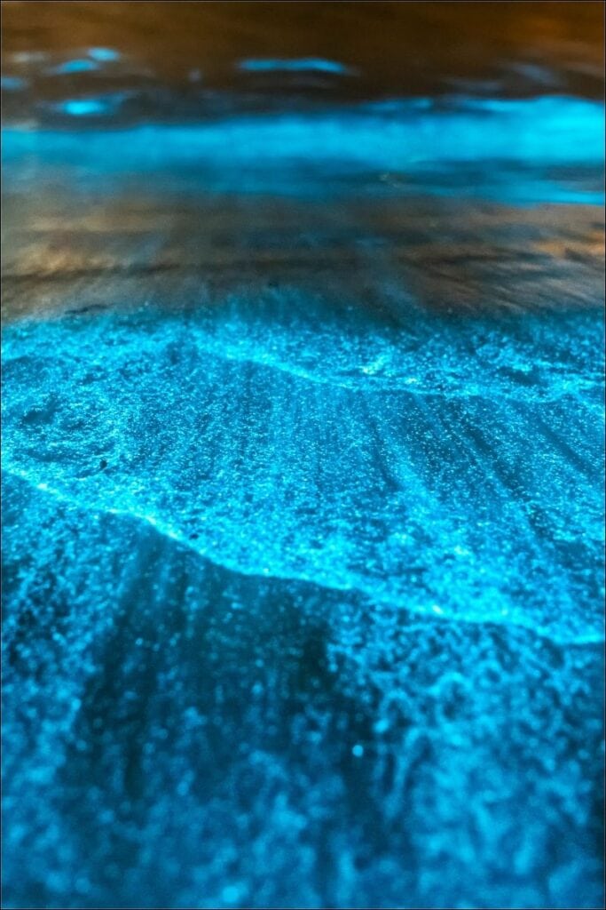 bioluminescence tour in isla holbox