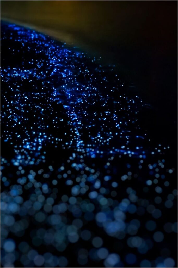 isla holbox bioluminescence