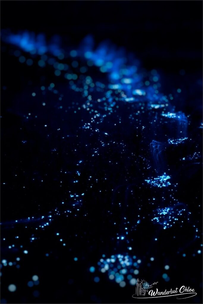 isla holbox bioluminescence kayak tour