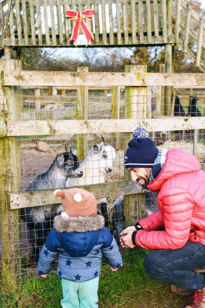 Feeding the animals at Fairytale Farm, Cotswolds