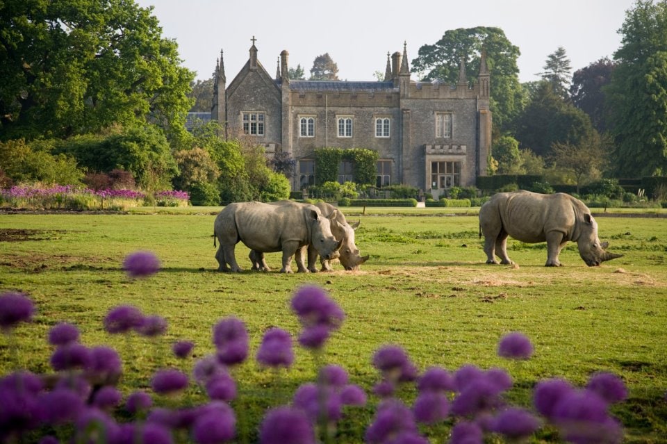 Rhinos at Cotswold Wildlife Park