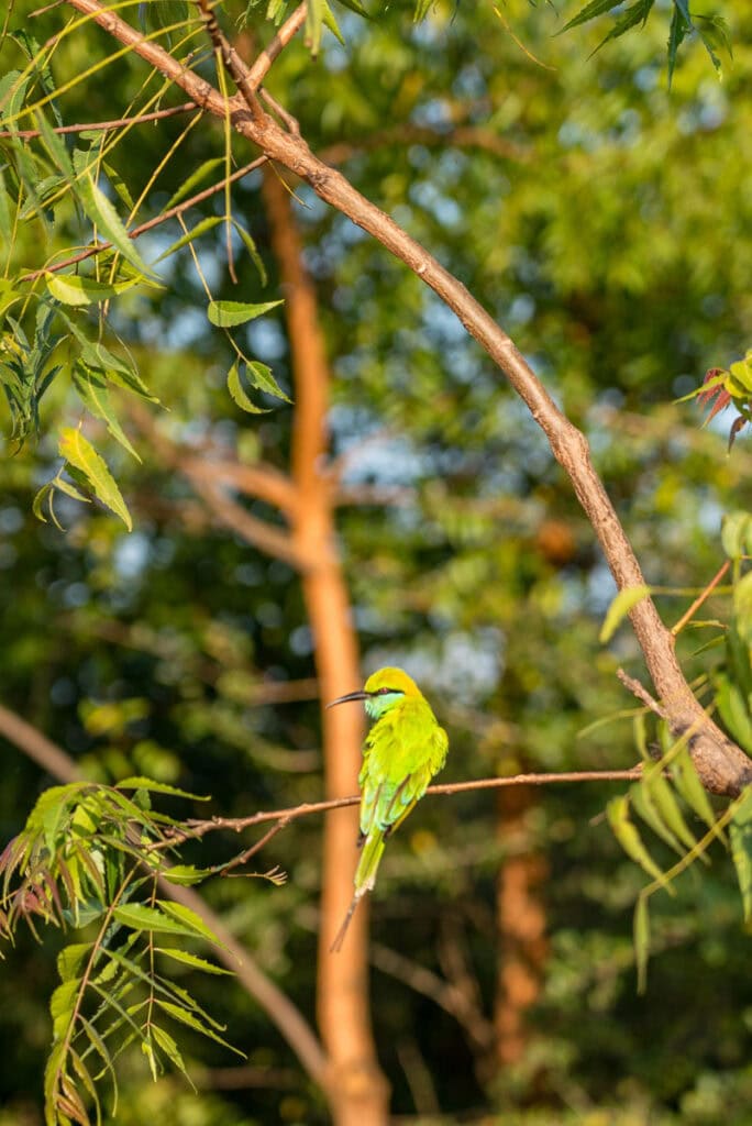 bird in udawalawe