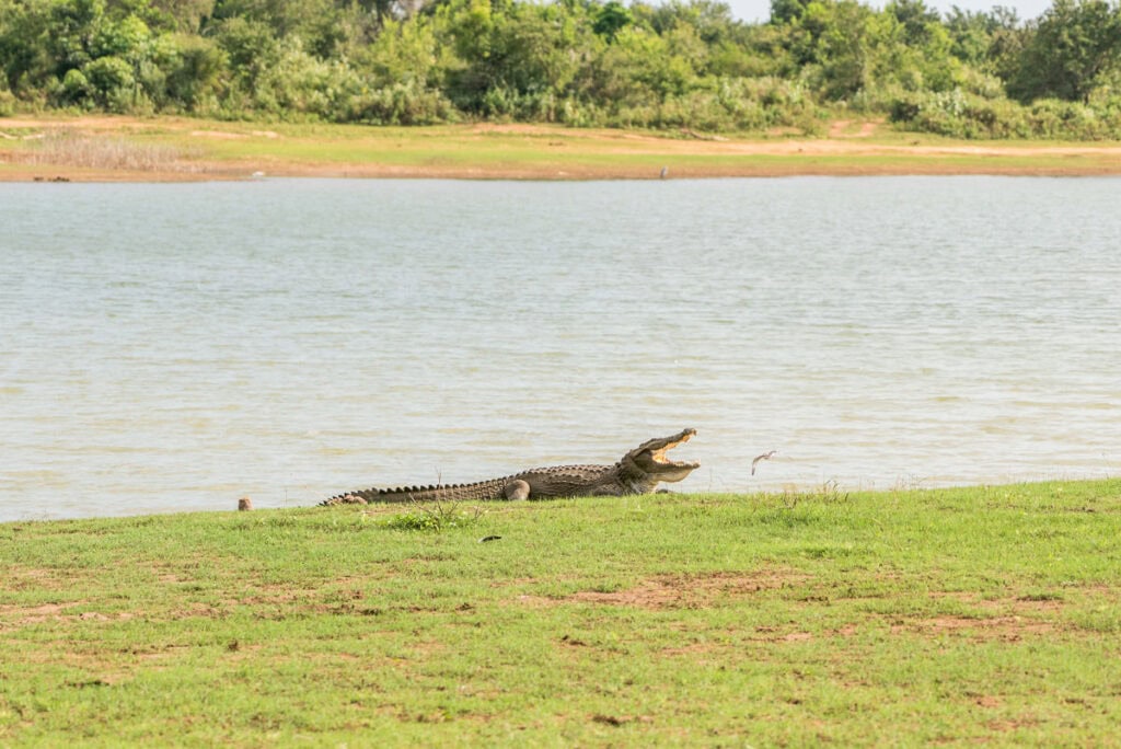 crocodile in udawalawe
