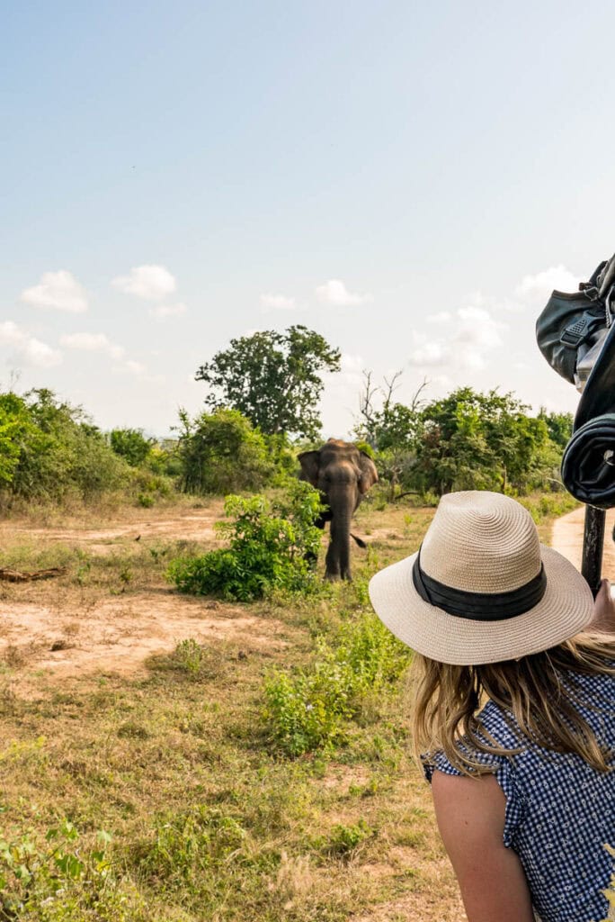 elephants in udawalawe